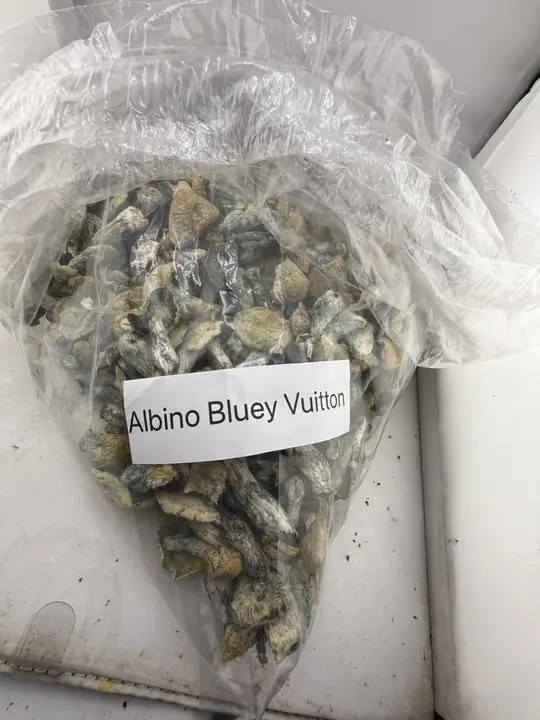 THCCarts Albino Bluey Vuitton Mushroom