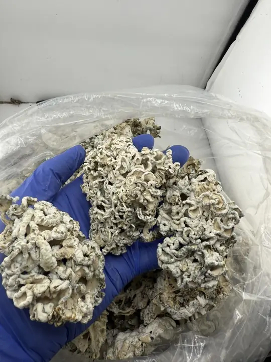 THCCarts Enigmas Weed Strain